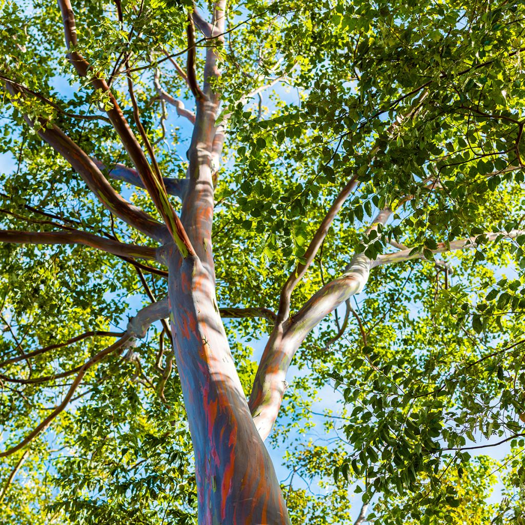 Eucalyptus deglupta - Gommier arc-en-ciel