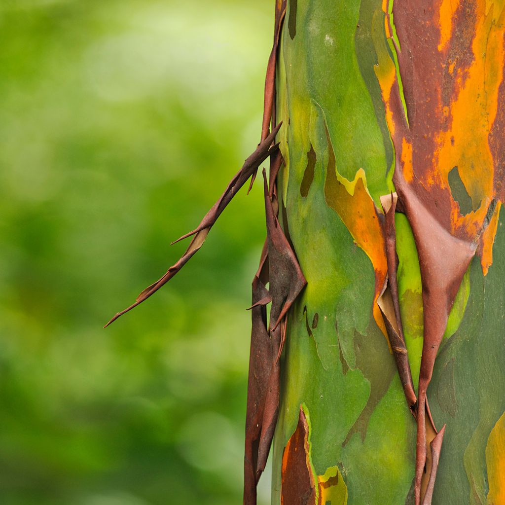 Eucalyptus deglupta - Gommier arc-en-ciel