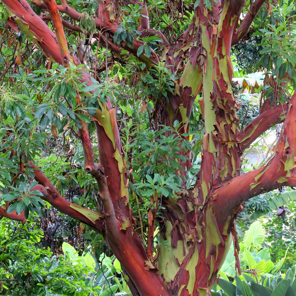 Eucalyptus deglupta - Gommier arc-en-ciel