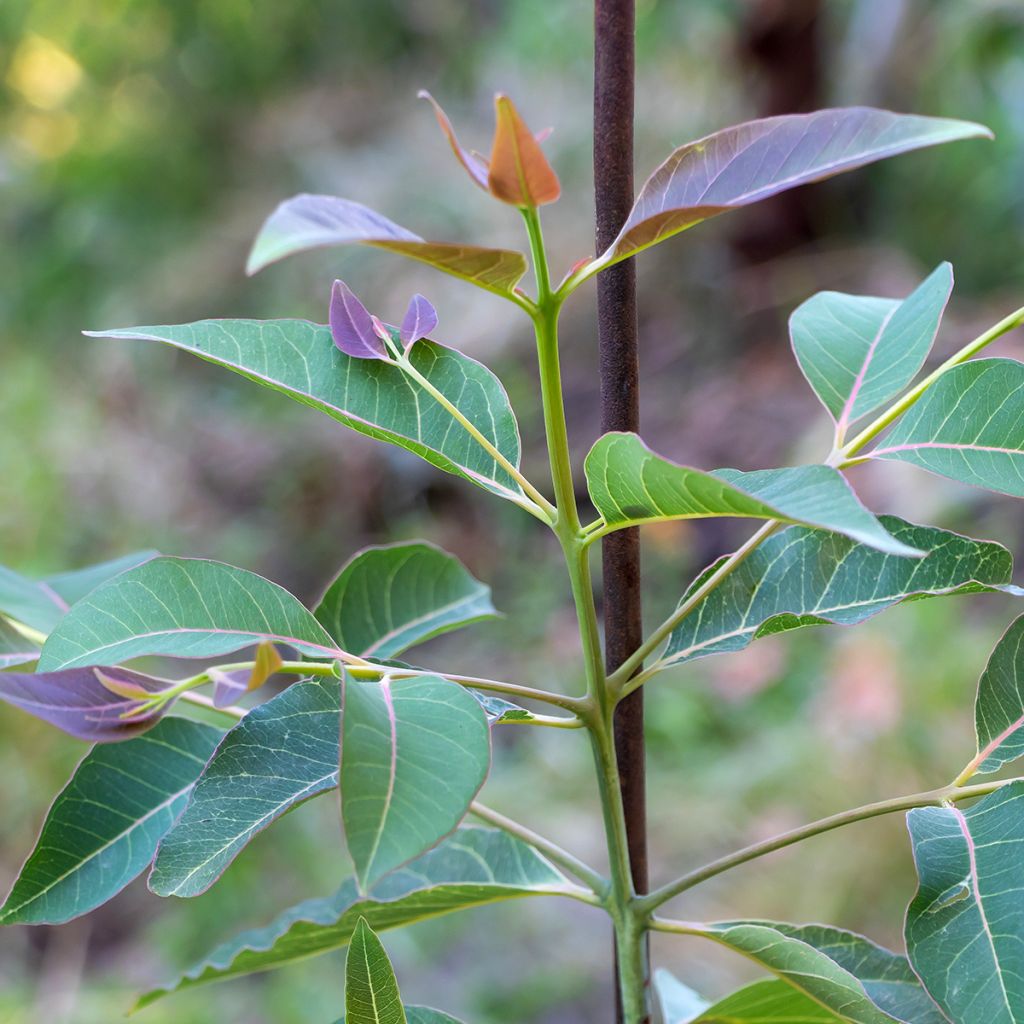 Eucalyptus deglupta - Gommier arc-en-ciel