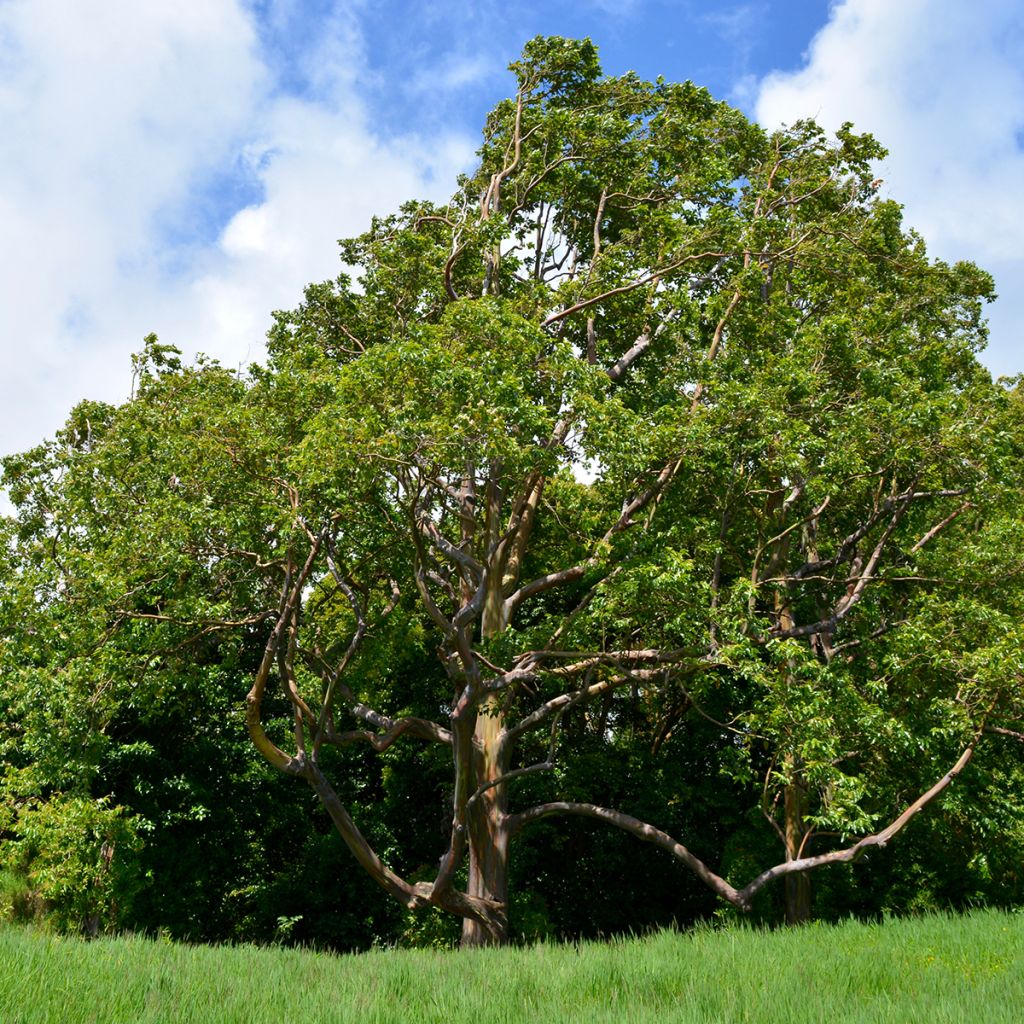 Eucalyptus deglupta - Gommier arc-en-ciel