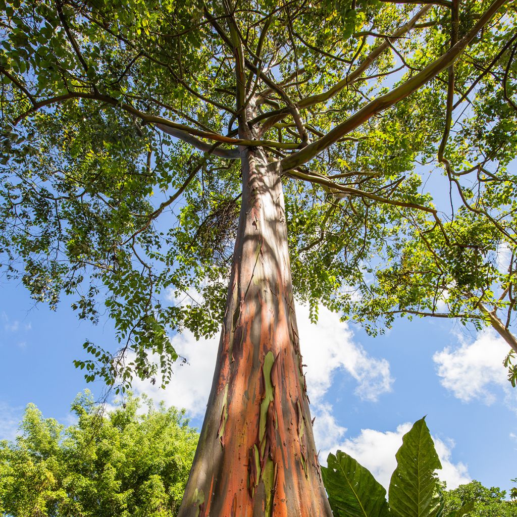 Eucalyptus deglupta - Gommier arc-en-ciel