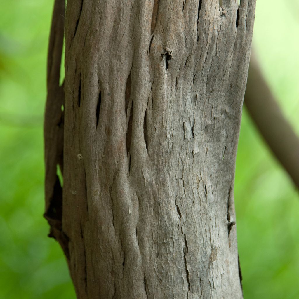 Eucalyptus deuaensis - Mallée de Mongamulla