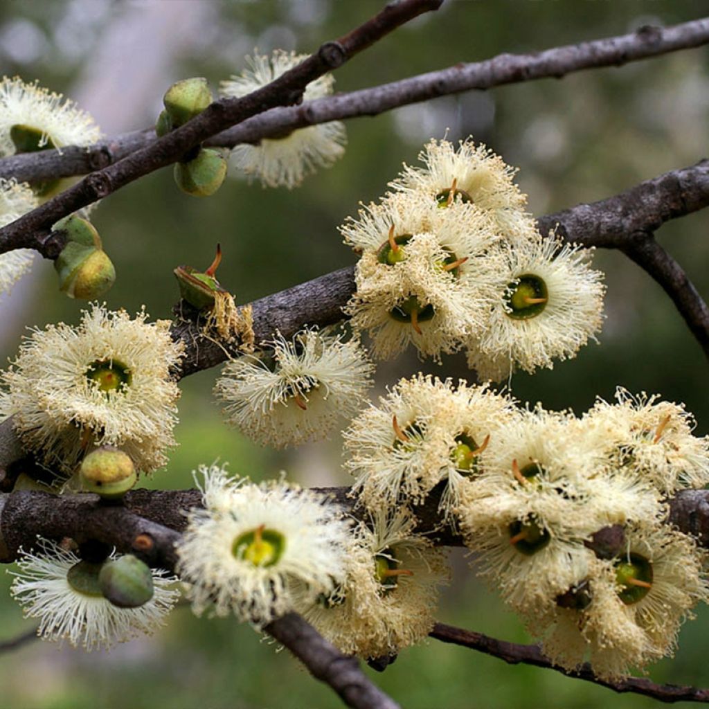 Eucalyptus deuaensis - Mallée de Mongamulla