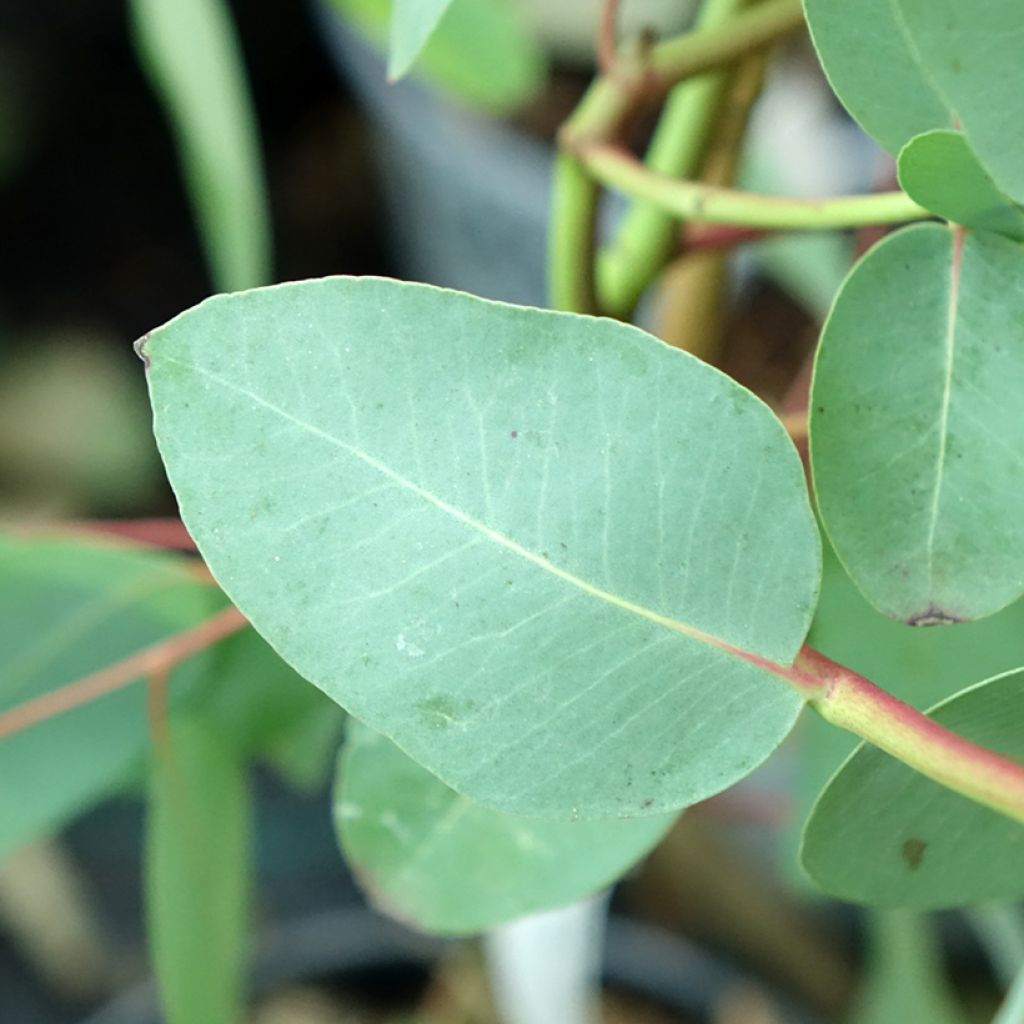 Eucalyptus elliptica - Gommier blanc de Bendemeer