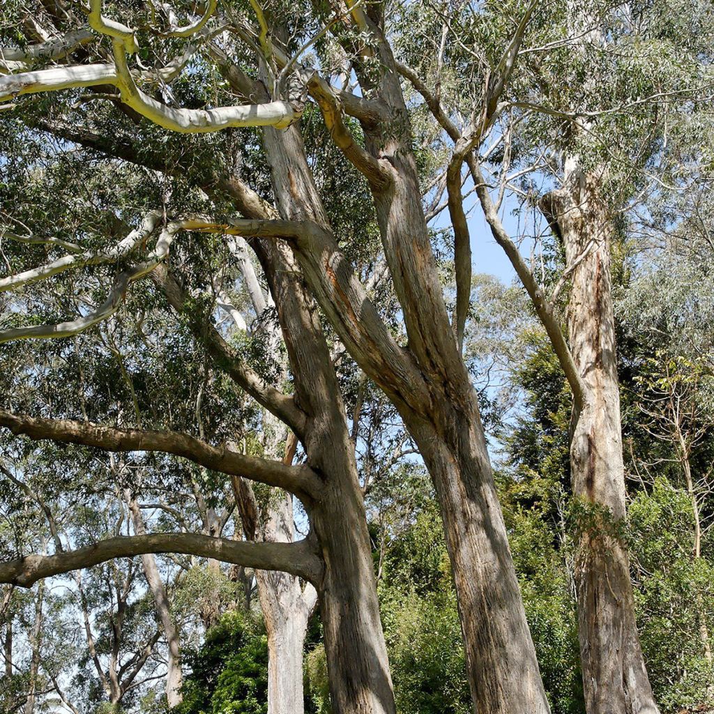 Eucalyptus fastigata - Eucalyptus fastigié