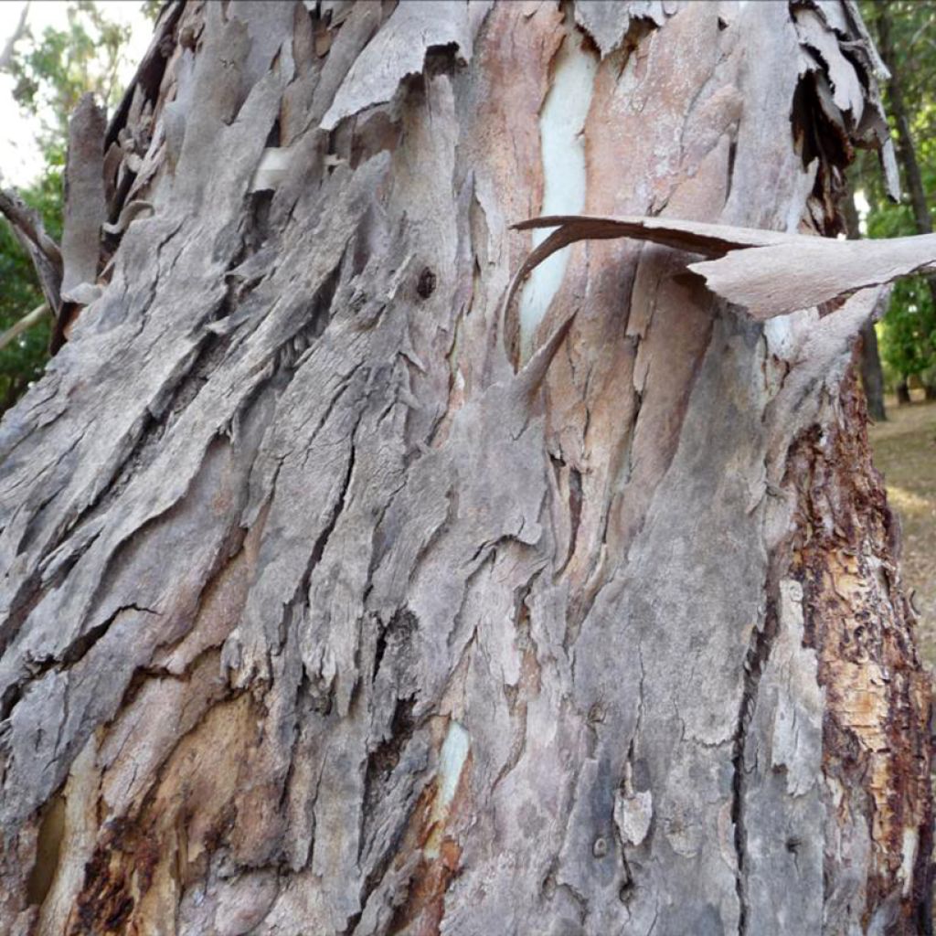 Eucalyptus fastigata - Eucalyptus fastigié