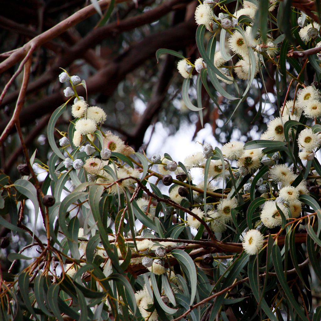 Eucalyptus globulus - Eucalyptus commun ou Gommier bleu 