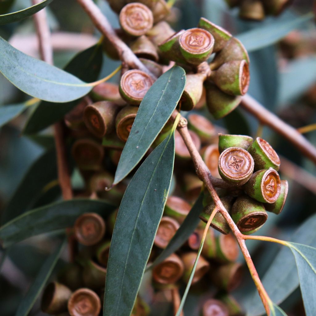 Eucalyptus globulus - Eucalyptus commun ou Gommier bleu 