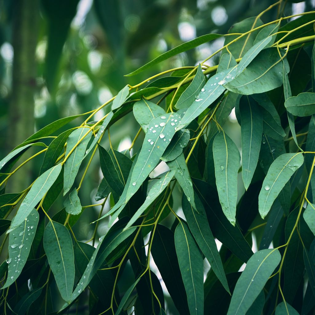 Eucalyptus globulus - Eucalyptus commun ou Gommier bleu 