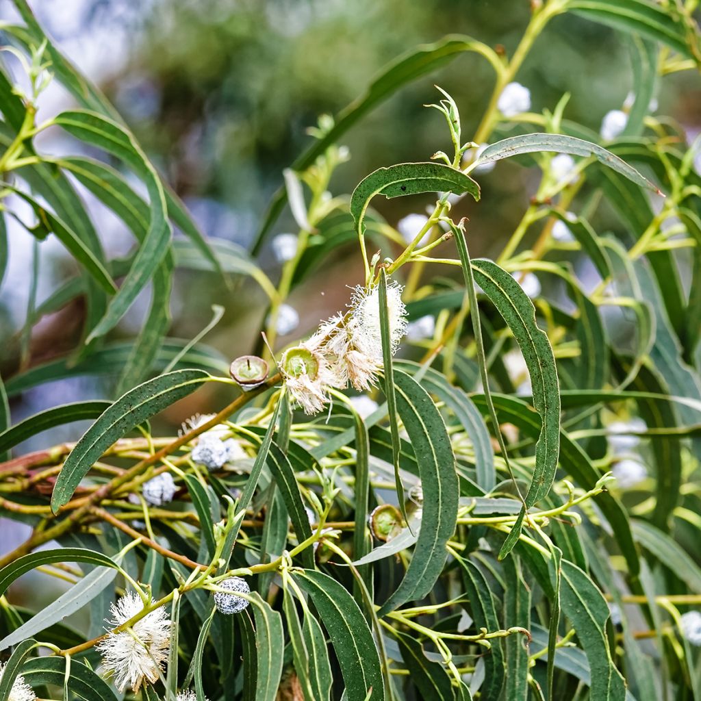 Eucalyptus globulus - Eucalyptus commun ou Gommier bleu 