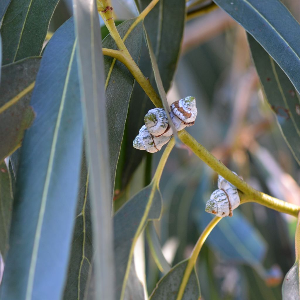 Eucalyptus globulus subsp bicostata - Gommier bleu du Sud