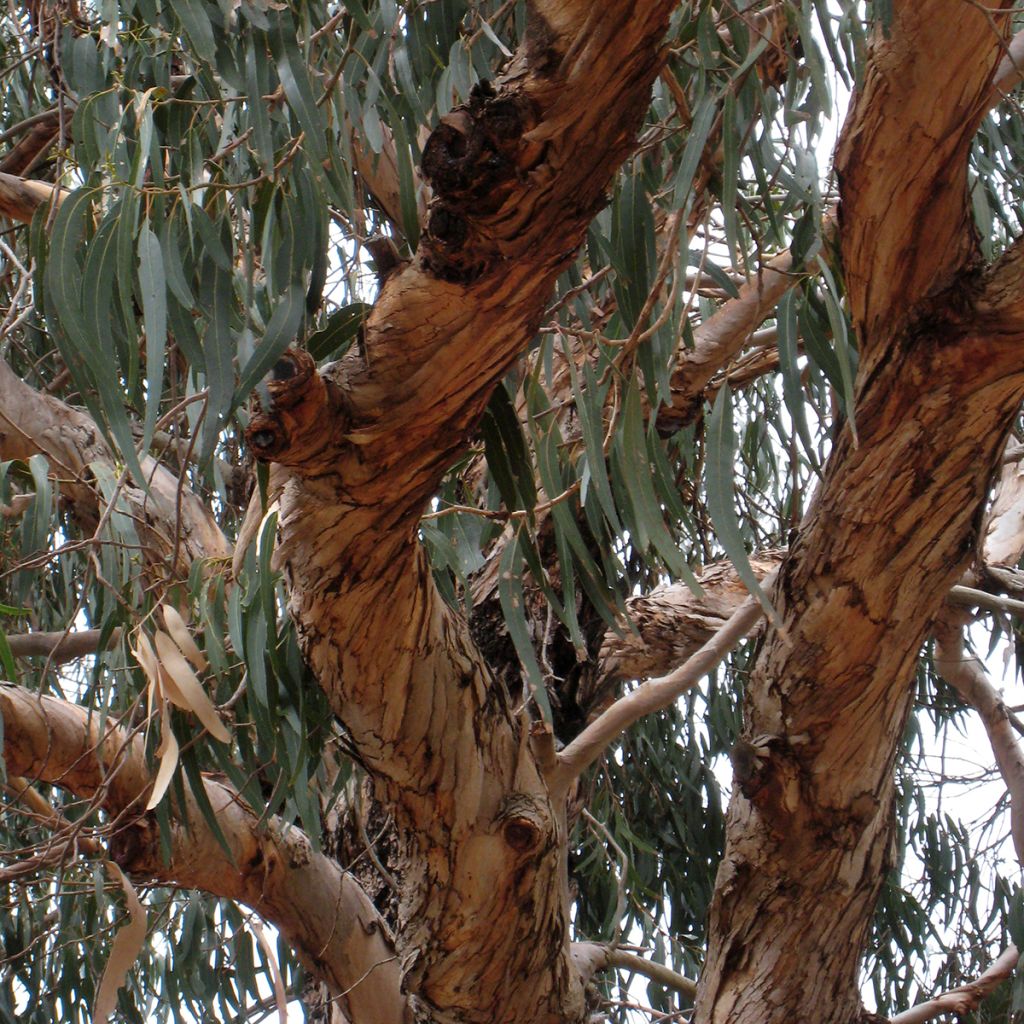 Eucalyptus globulus subsp bicostata - Gommier bleu du Sud