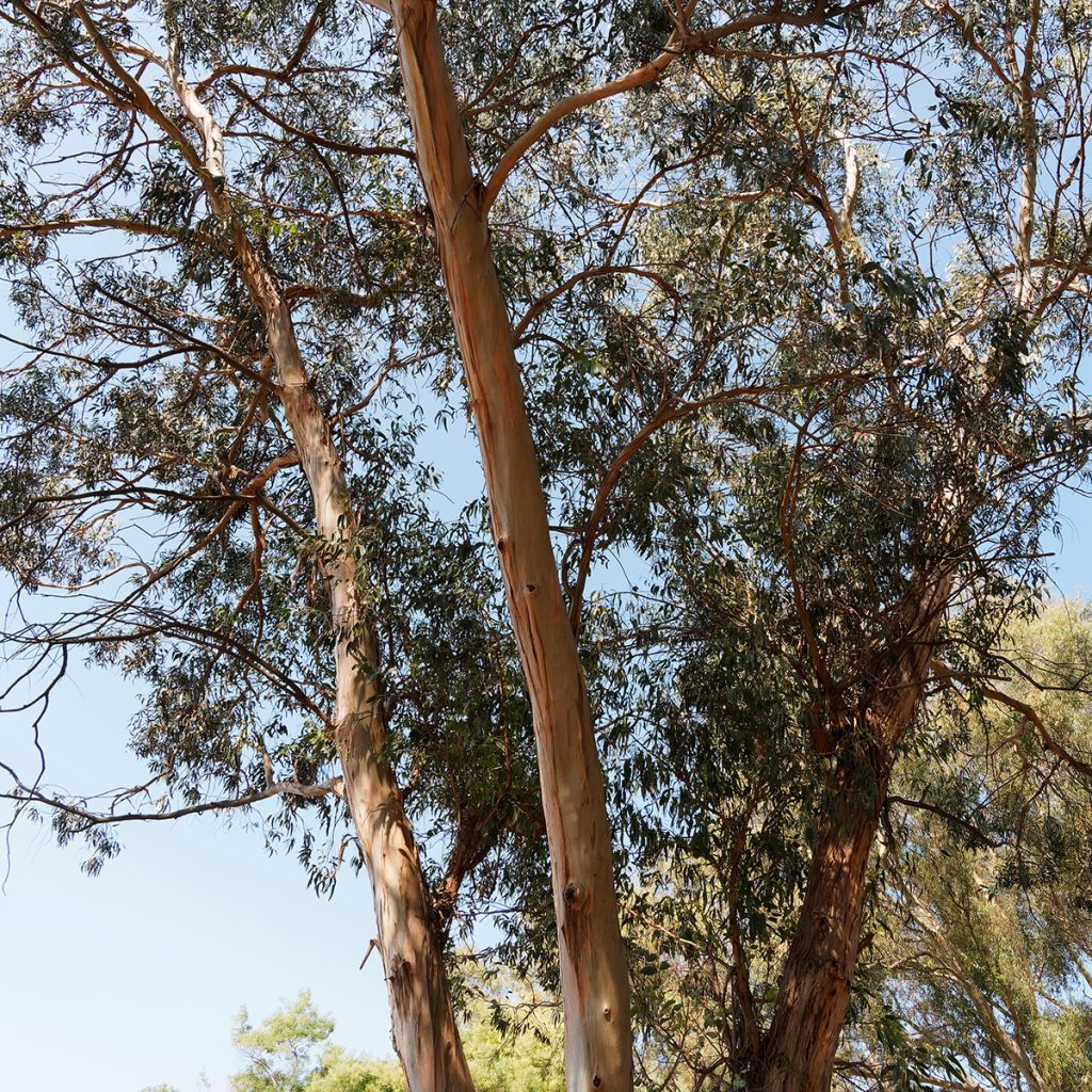 Eucalyptus globulus subsp bicostata - Gommier bleu du Sud