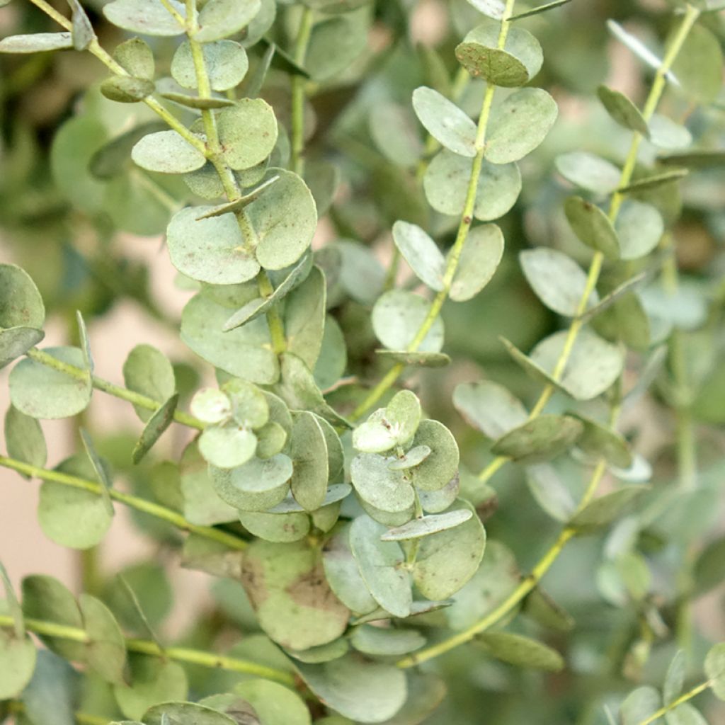 Eucalyptus gunnii Azura - Gommier cidre