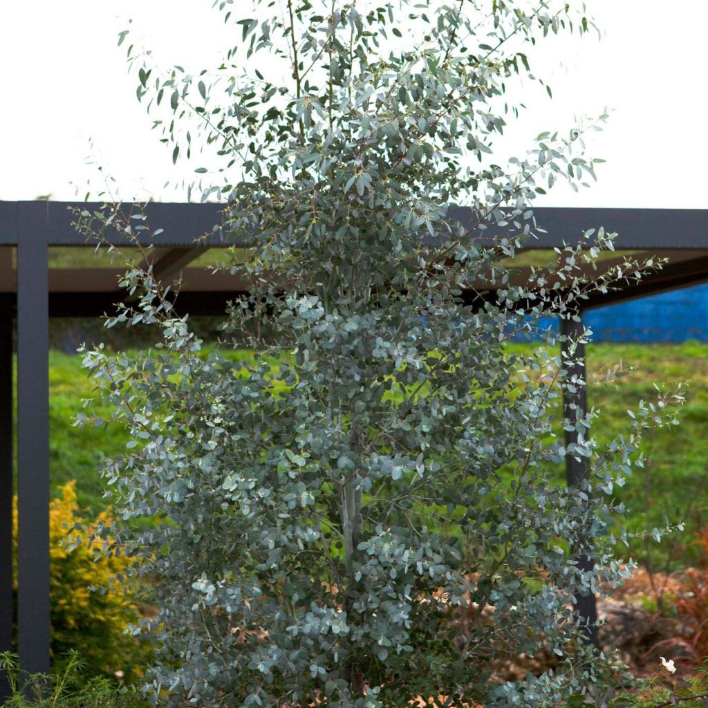 Eucalyptus gunnii Silverana - Gommier cidre