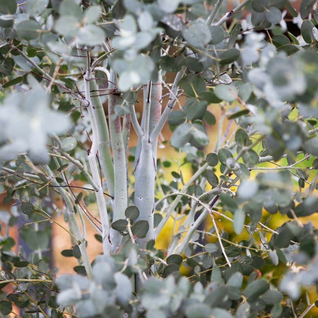 Eucalyptus gunnii Silverana - Gommier cidre