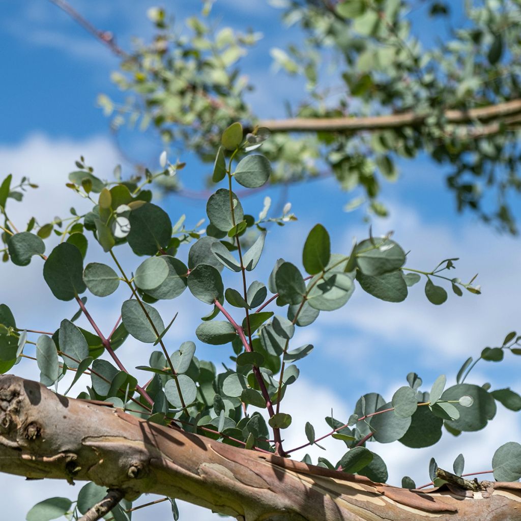 Eucalyptus gunnii subsp. divaricata - Gommier cidre de Miena