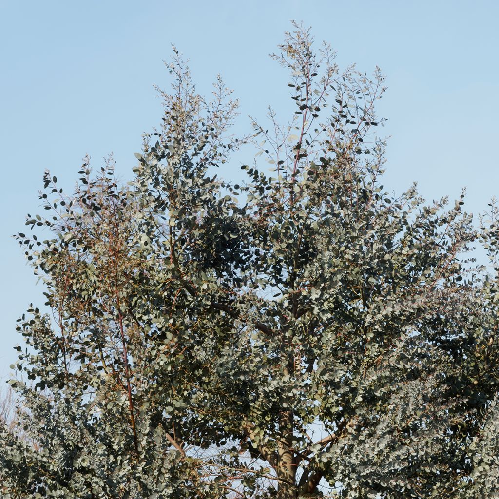 Eucalyptus gunnii subsp. divaricata - Gommier cidre de Miena