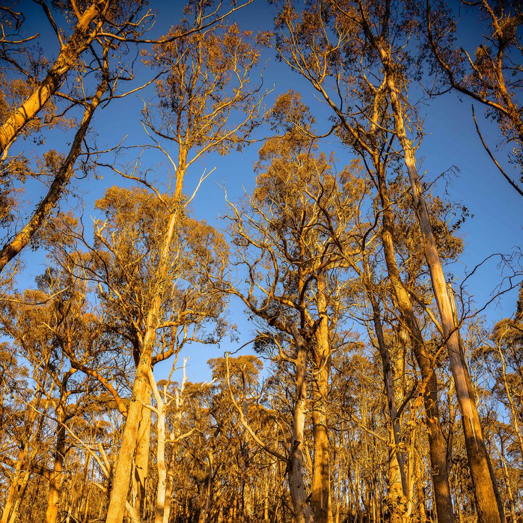 Eucalyptus johnstonii - Gommier jaune de Tasmanie