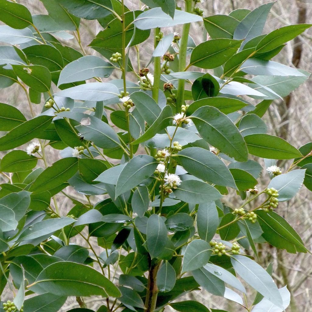 Eucalyptus kitsoniana - Gommier du Gippsland 