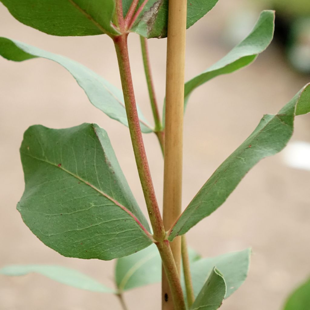 Eucalyptus kitsoniana - Gommier du Gippsland 