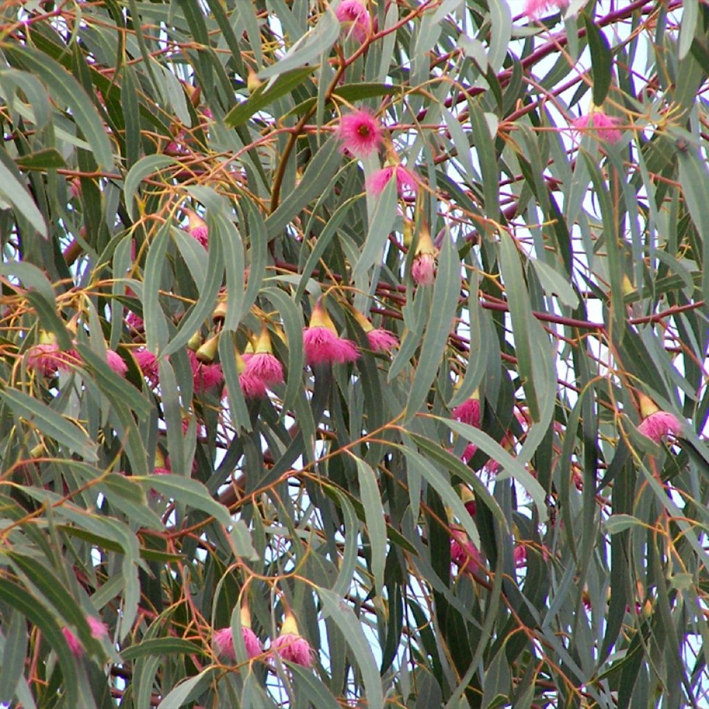 Eucalyptus leucoxylon Rosea