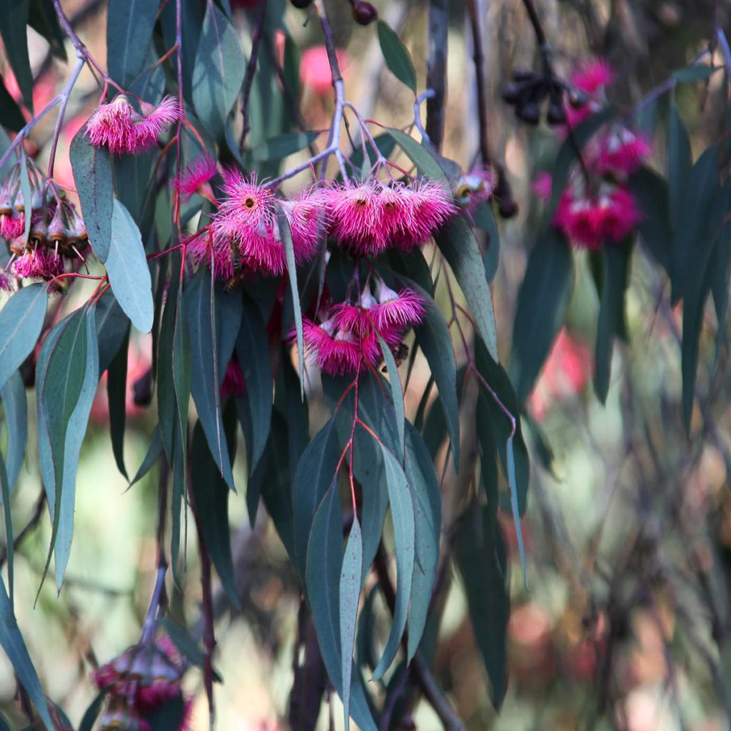 Eucalyptus leucoxylon Rosea