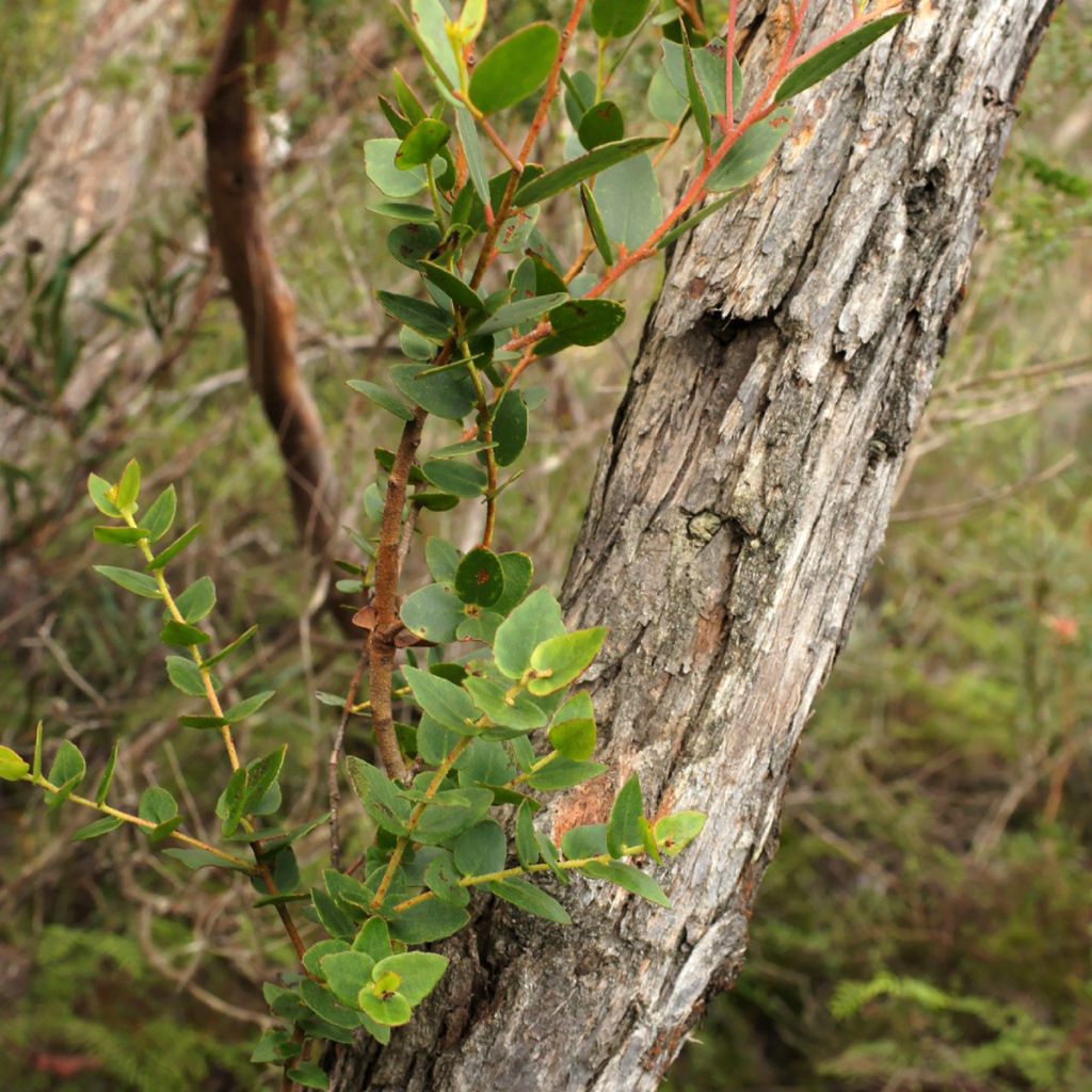 Eucalyptus ligustrina