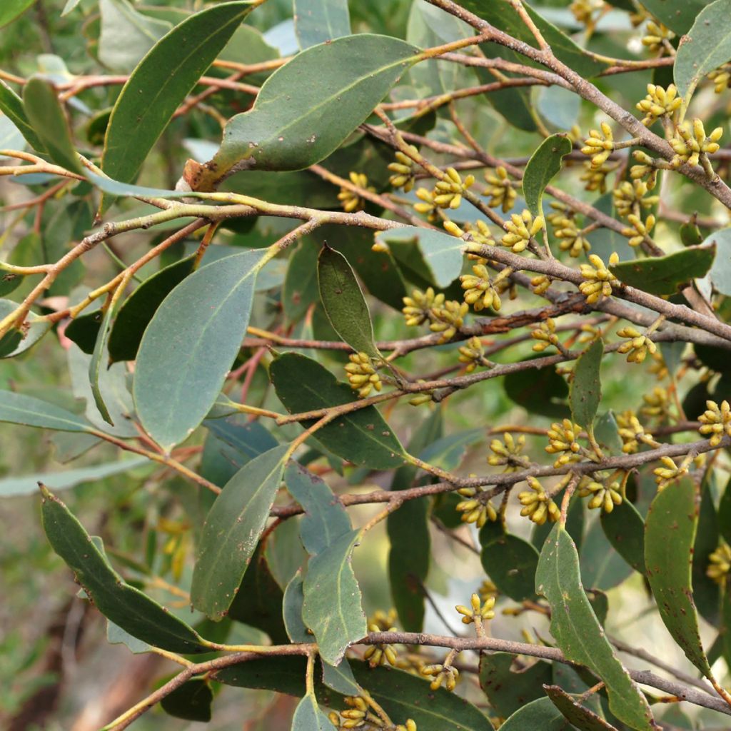 Eucalyptus ligustrina
