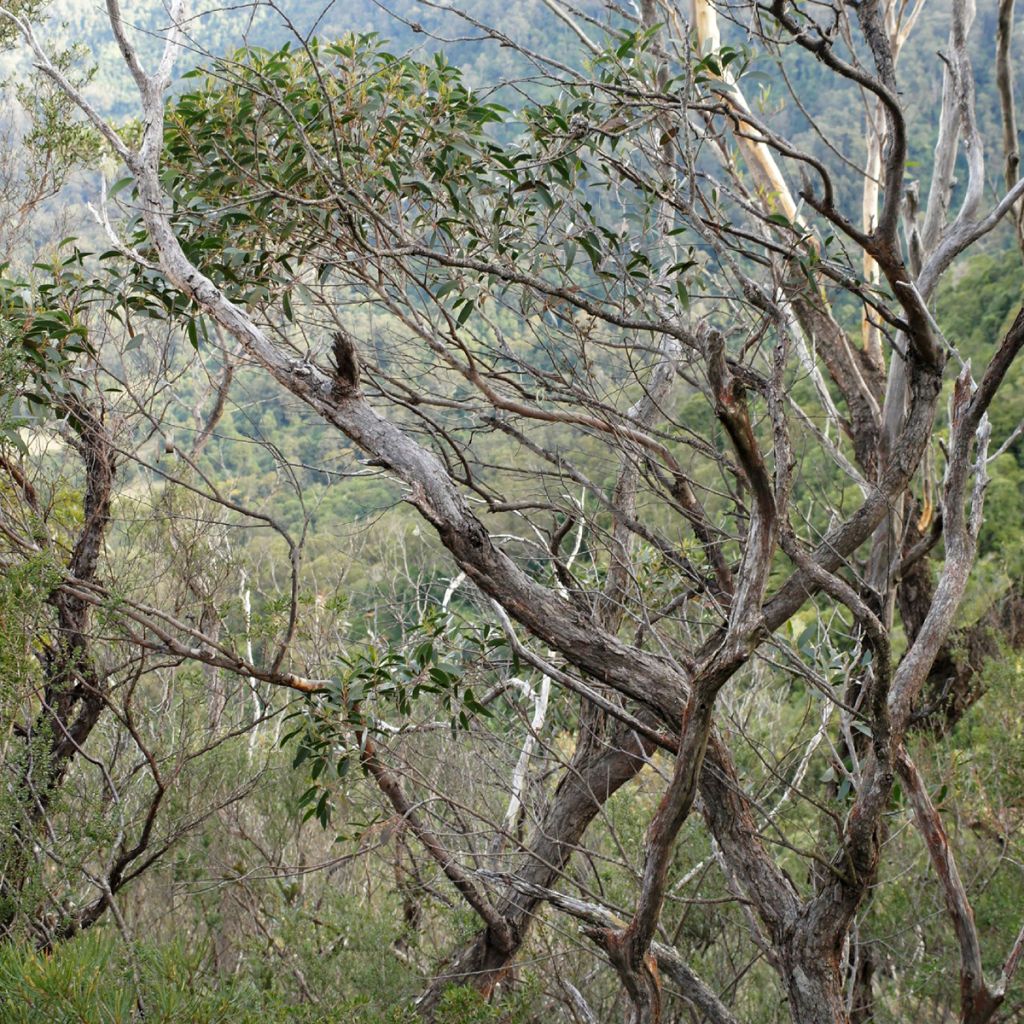 Eucalyptus ligustrina
