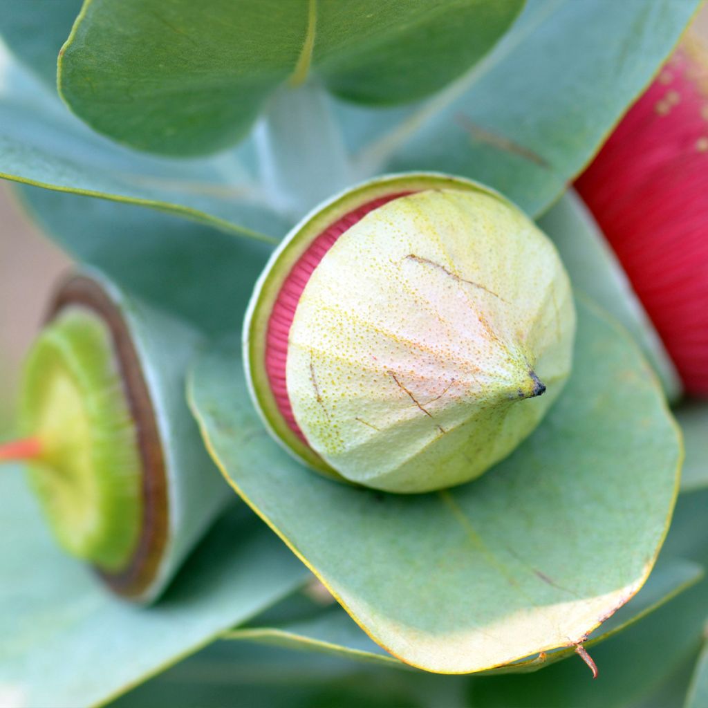 Eucalyptus macrocarpa - Mottlecah