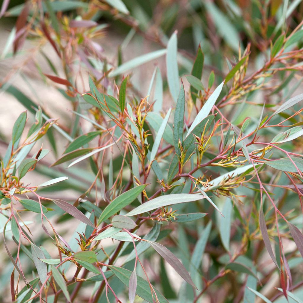 Eucalyptus mitchelliana - Gommier de Mount Buffalo