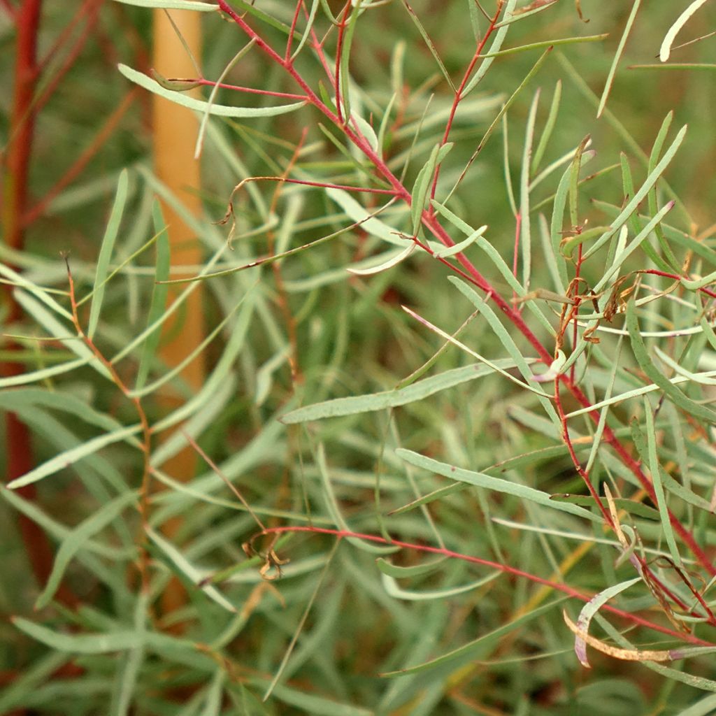 Eucalyptus nicholii - Gommier menthe de Nicol