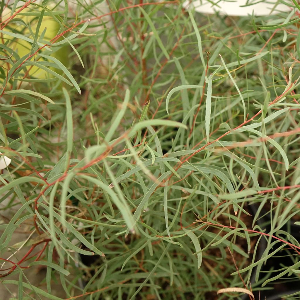 Eucalyptus nicholii - Gommier menthe de Nicol