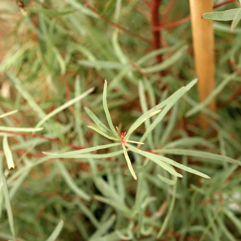 Eucalyptus nicholii - Gommier menthe de Nicol