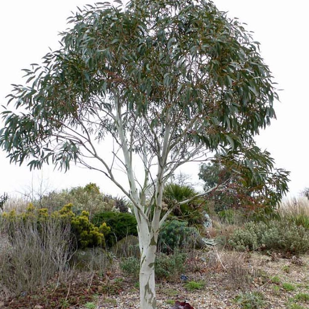 Eucalyptus niphophila - Gommier des neiges.