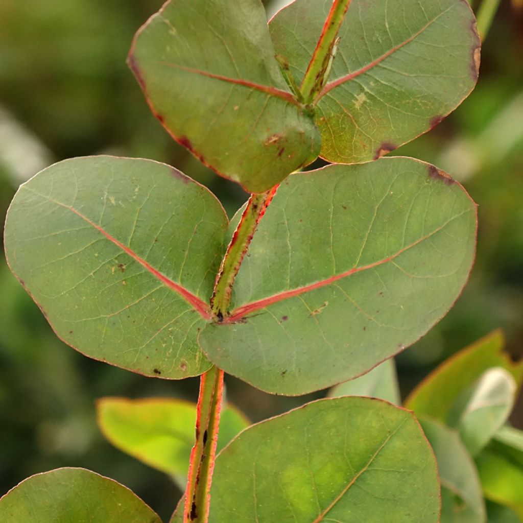 Eucalyptus nitens - Gommier brillant