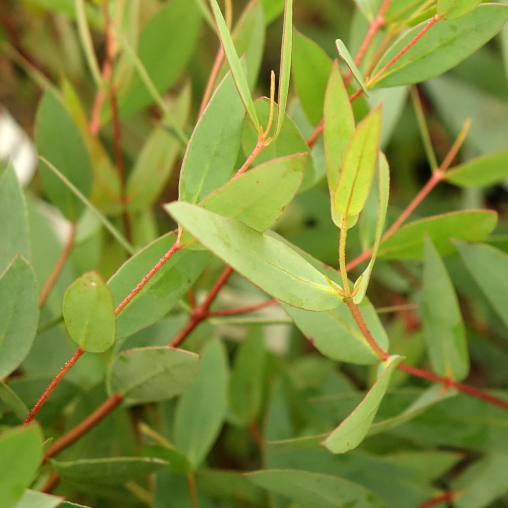 Eucalyptus nitida - Gommier menthe de Smithton