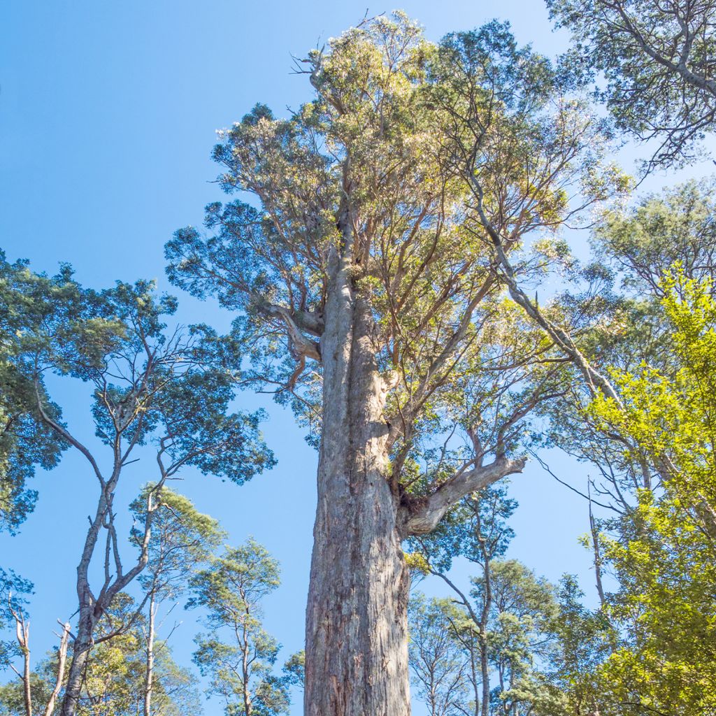 Eucalyptus obliqua - Eucalyptus géant