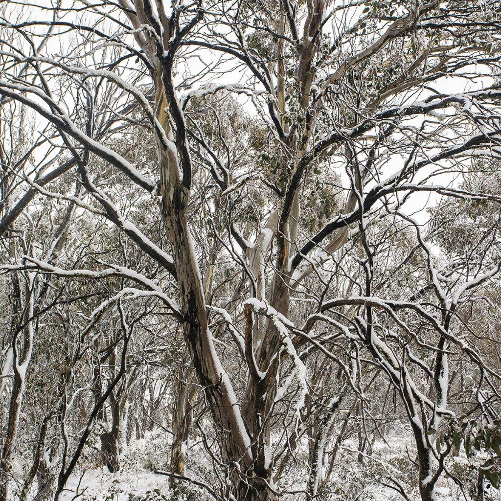 Eucalyptus pauciflora subsp. debeuzevillei Mt Selwyn - Gommier de Jounama