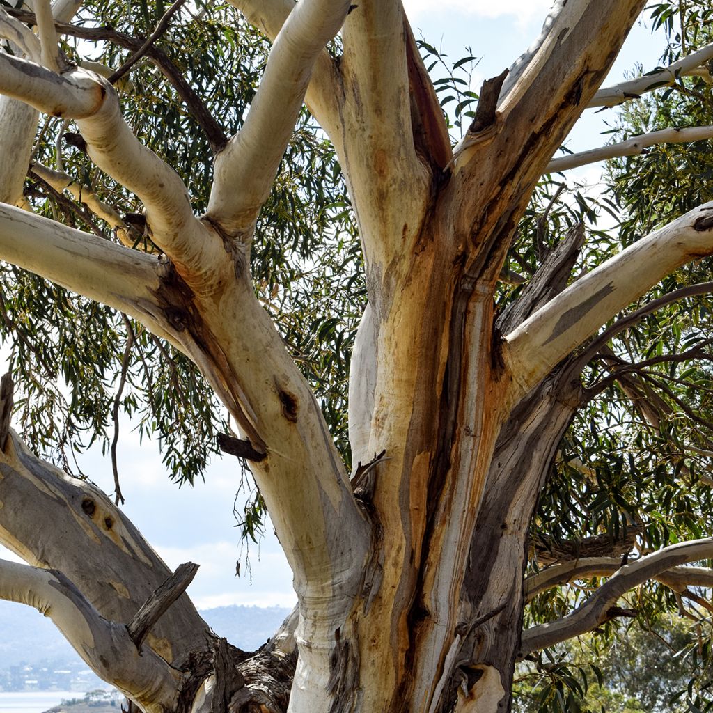 Eucalyptus pauciflora subsp. niphophila Mt Bogong - Gommier des neiges