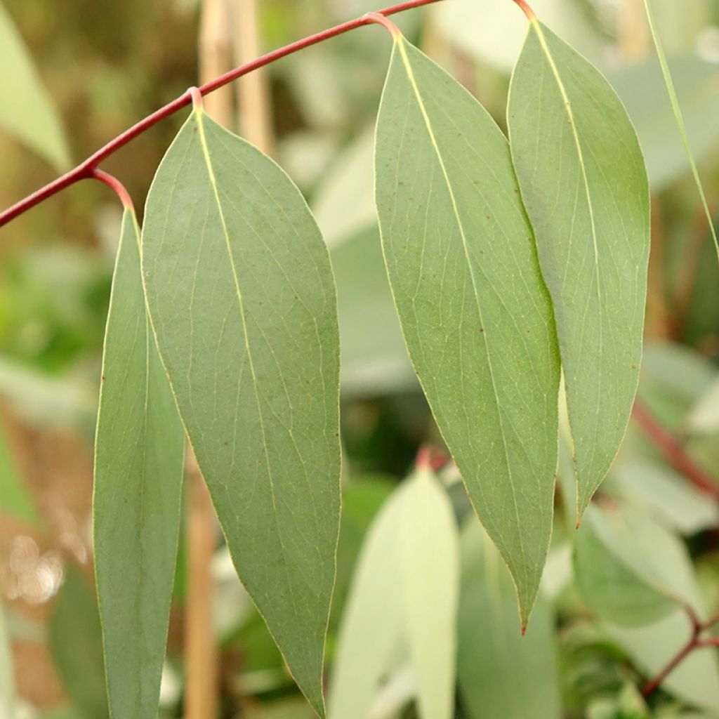 Eucalyptus pauciflora subsp. niphophila Mt Bogong - Gommier des neiges