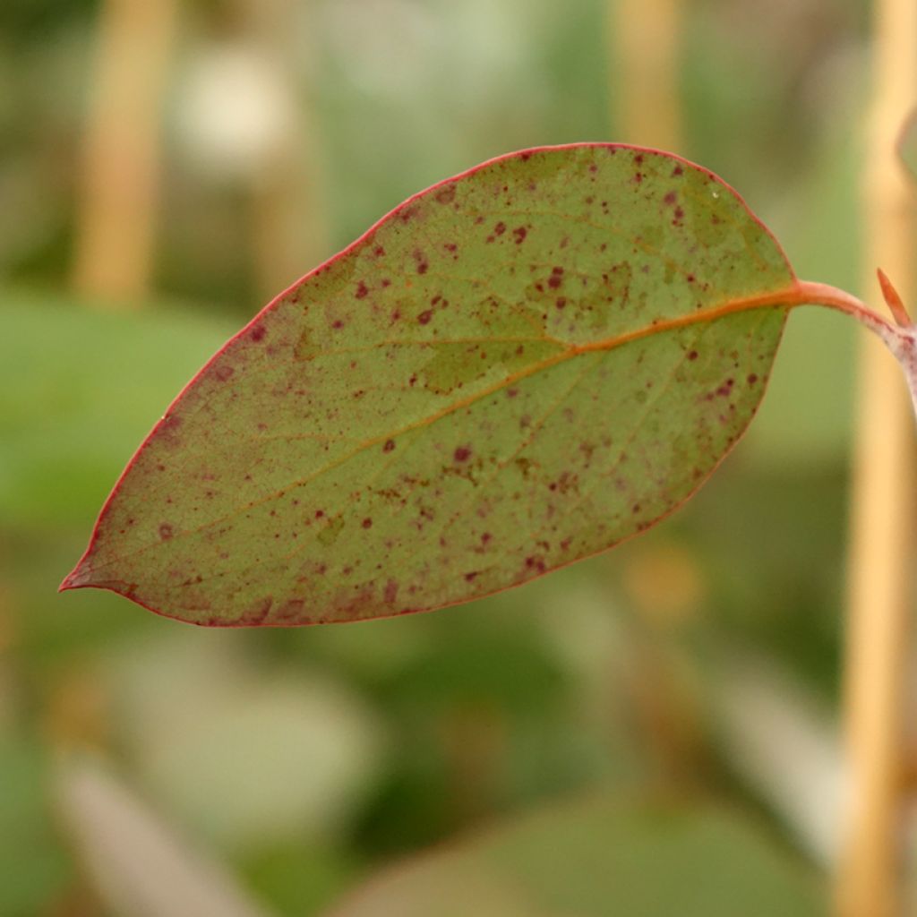 Eucalyptus pauciflora subsp. pauciflora Buffalo - Gommier des neiges