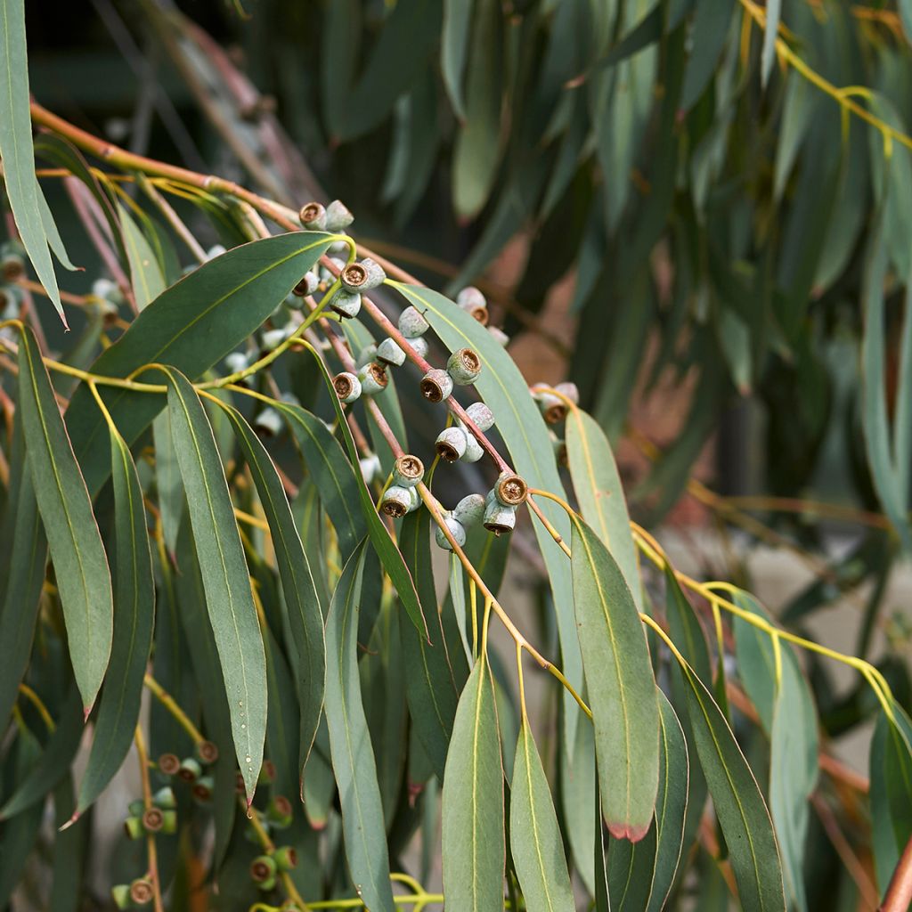 Eucalyptus perriniana - Gommier de Perrin