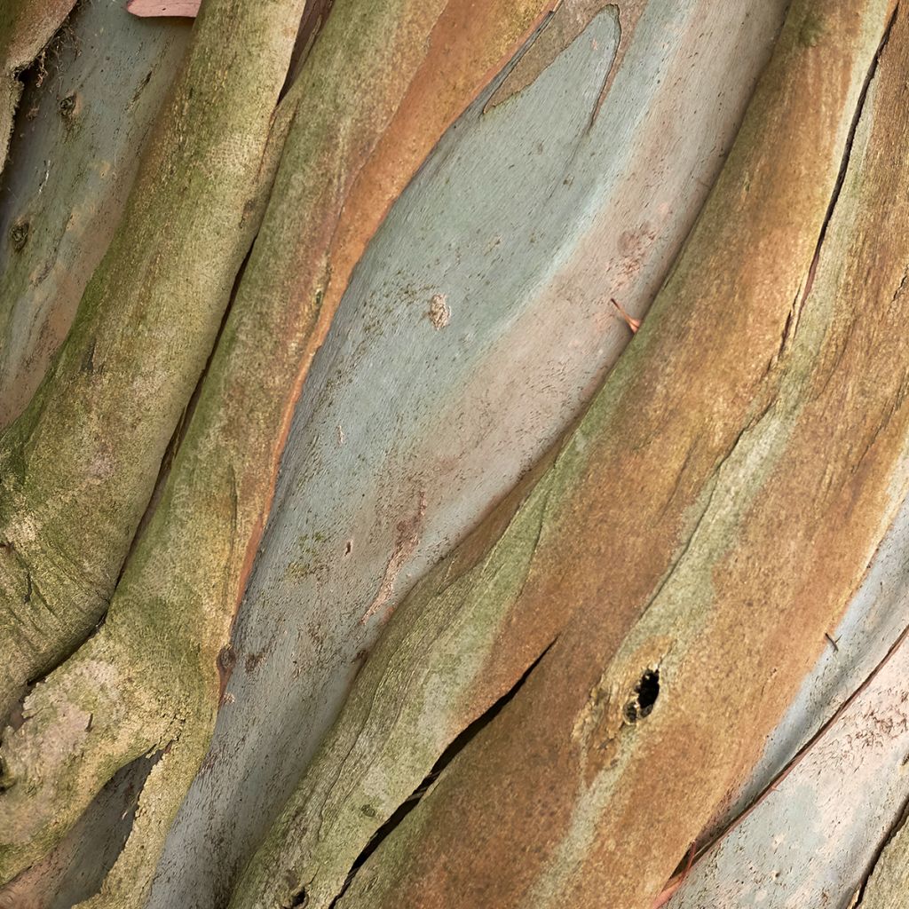Eucalyptus perriniana - Gommier de Perrin