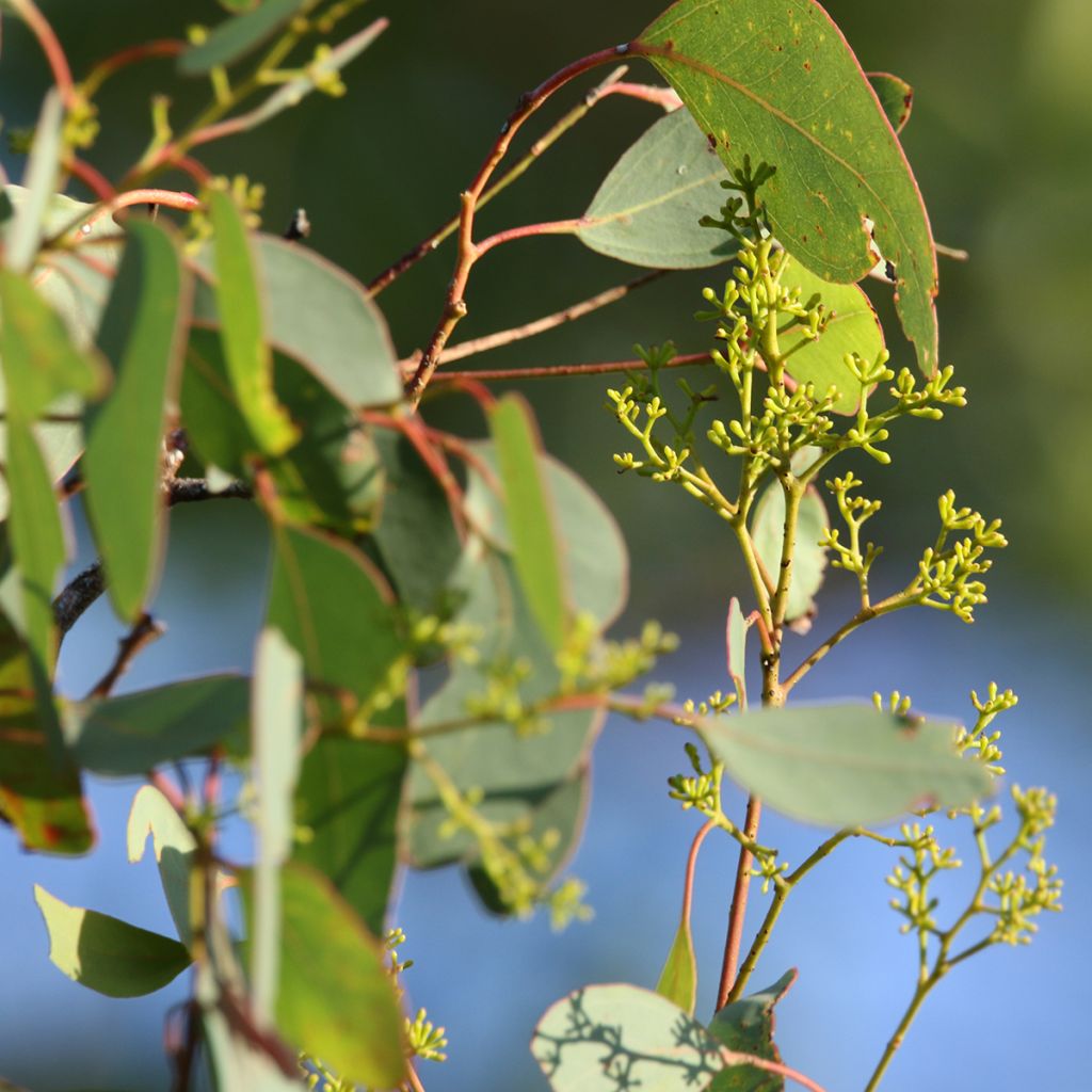 Eucalyptus polyanthemos - Gommier florifère