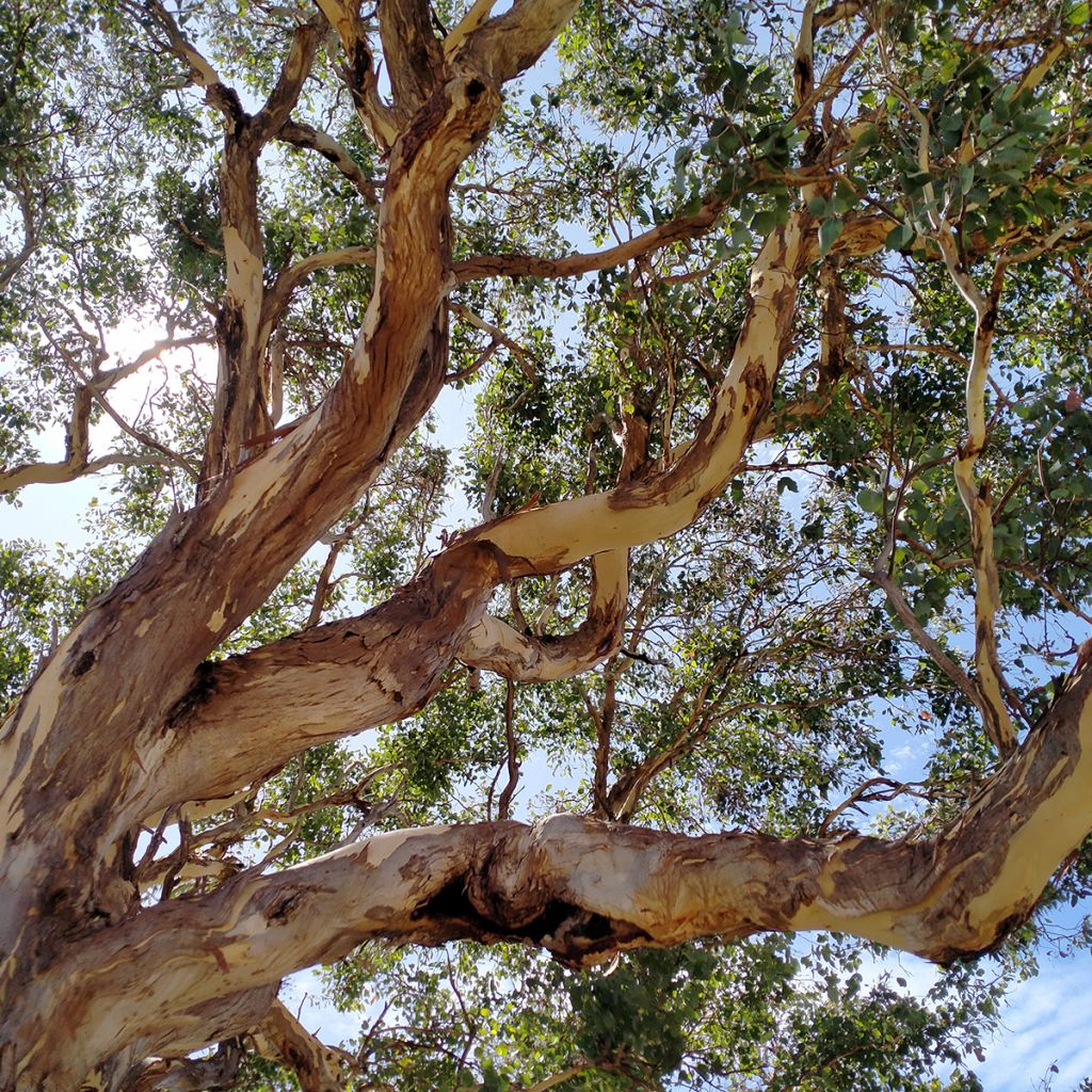 Eucalyptus polyanthemos - Gommier florifère