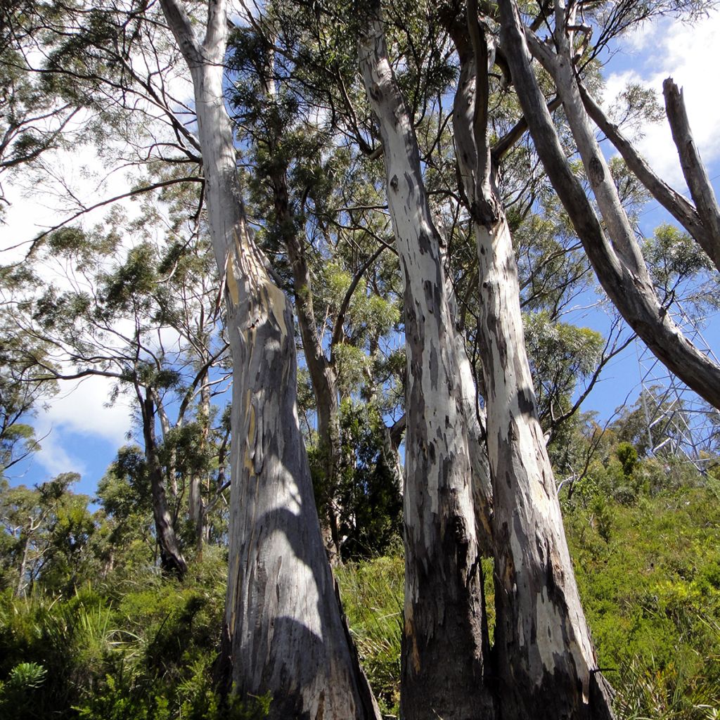 Eucalyptus pulchella - Gommier menthe poivrée blanche