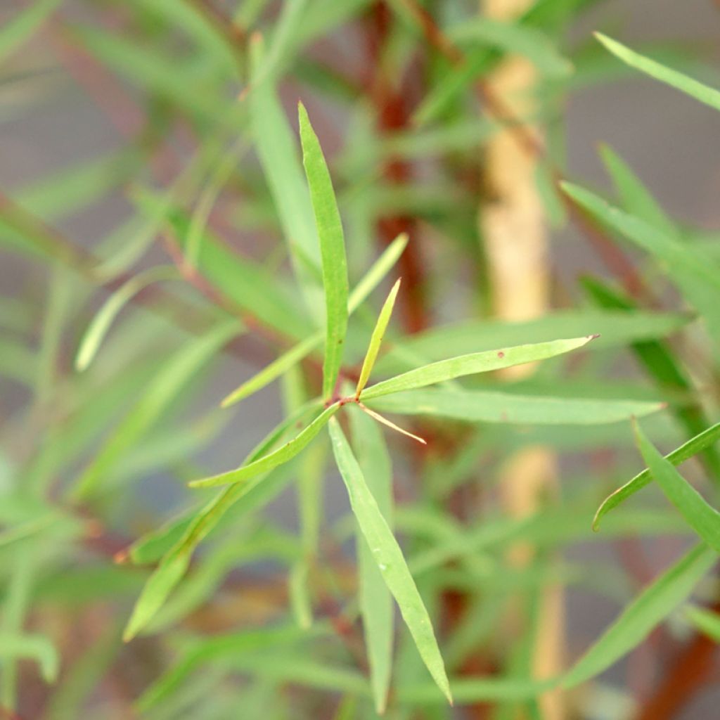 Eucalyptus pulchella - Gommier menthe poivrée blanche